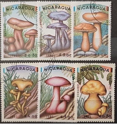 Nikaragua - houby