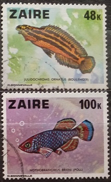 Zair - ryby