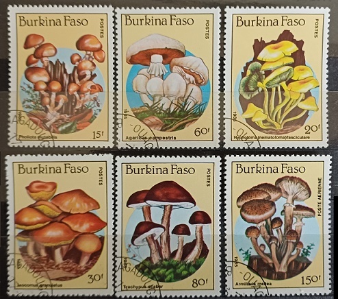 Burnika faso - houby