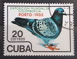 Kuba - holub