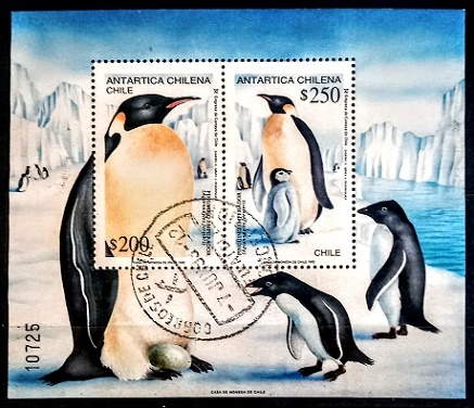 Chile - tučňáci