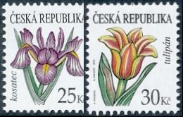 Krása květů - kosatec a tulipán