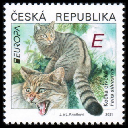 EUROPA: Kočka divoká