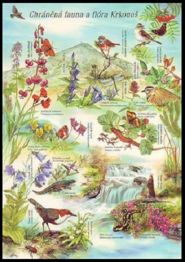 Krkonoše - pohlednice s natištěnou známkou